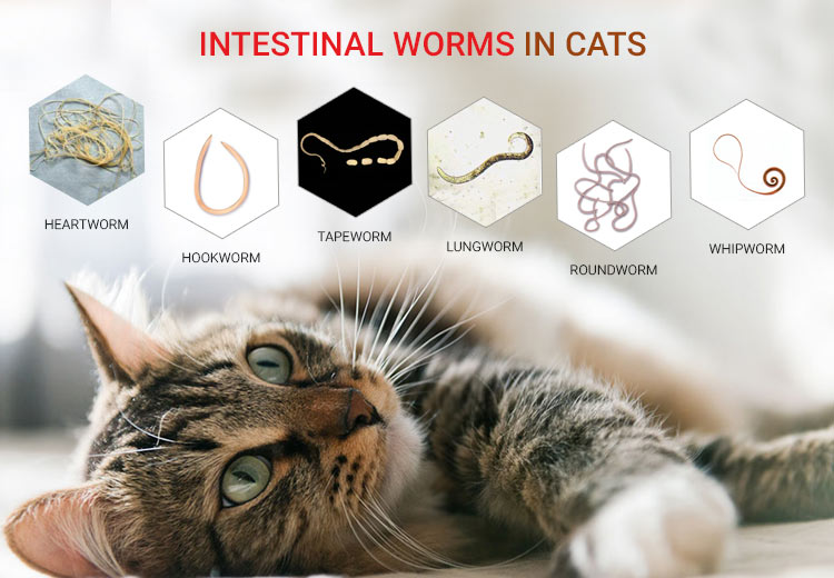 Types of Worms in Cats - A Thorough Study