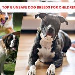 Top 8 Unsafe Dog Breeds for Children News