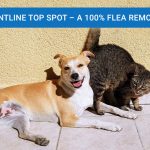 Frontline Top Spot A 100% Flea Remover News