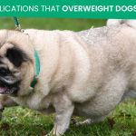 Complications That Overweight Dogs Have News