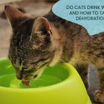 Do cats drink water? AND How to tackle dehydration in cats? News