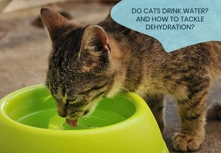 Do cats drink water? AND How to tackle dehydration in cats