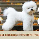 5 Best Dog Breeds For Apartment Living News