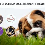 Types of Worms in Dogs – Treatment & Prevention News