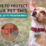 Ways to Protect Your Pet This National Pet Prevention Month News