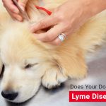Does Your Dog Have Lyme Disease? News