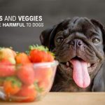 Fruits and Veggies That Are Harmful to Dogs News