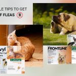 How to Get Rid Of Fleas? News
