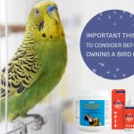 Important Things To Consider Before Owning a Bird Pet News