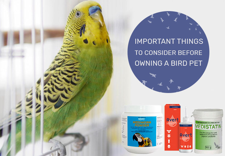 Important Things To Consider Before Owning a Bird Pet PetCareSupplies