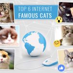 Top 6 Internet Famous Cats News