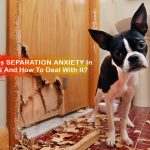What Is Separation Anxiety In Dogs And How To Deal With It? News