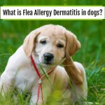 What is Flea Allergy Dermatitis in dogs? News