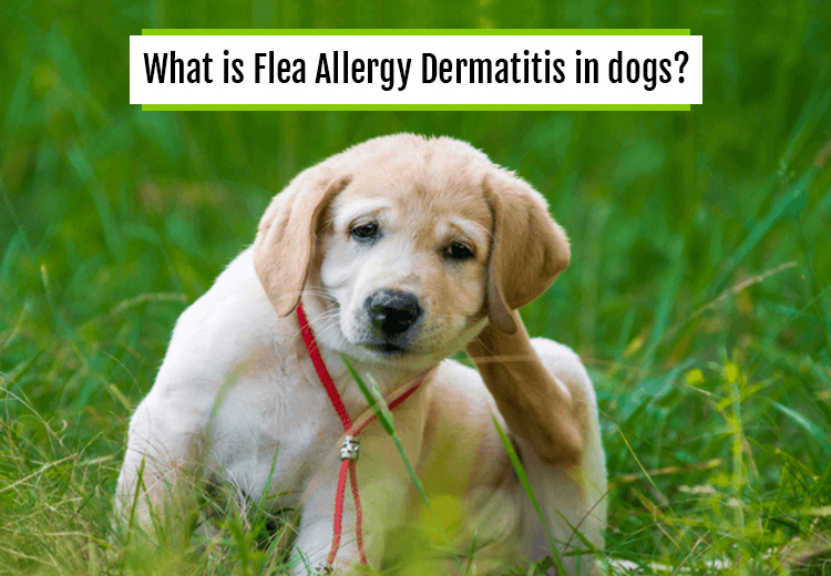 flea allergy dermatitis in dogs