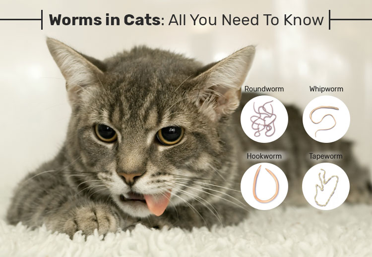 Worms in Cats All You Need To Know PetCareSupplies