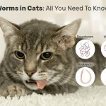 Worms in Cats: All You Need To Know Cat Care