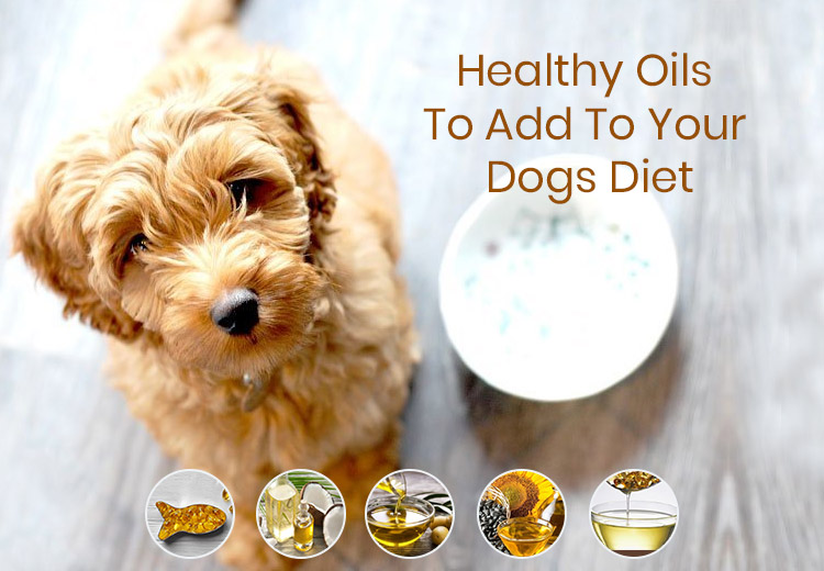 Healthy Oils To Add To Your Dogs Diet