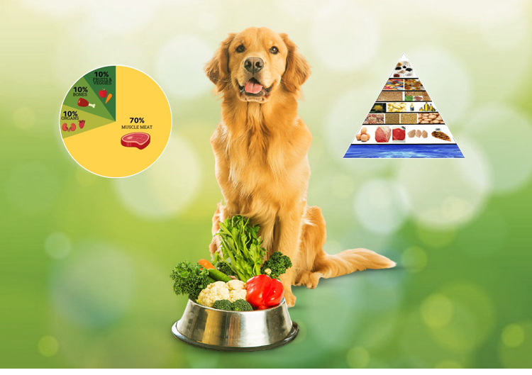 Nutrition for Pet