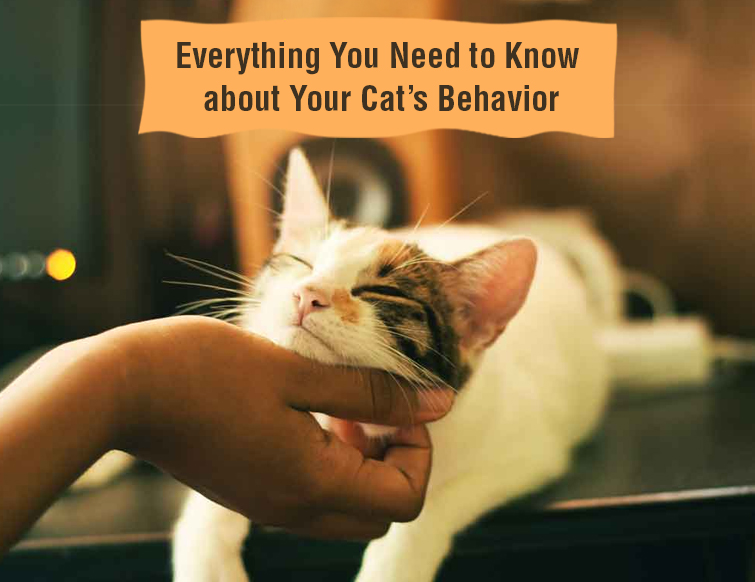 Cat's Behaviour