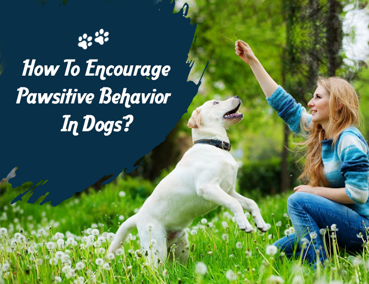 Pawsitive behaviour in dogs
