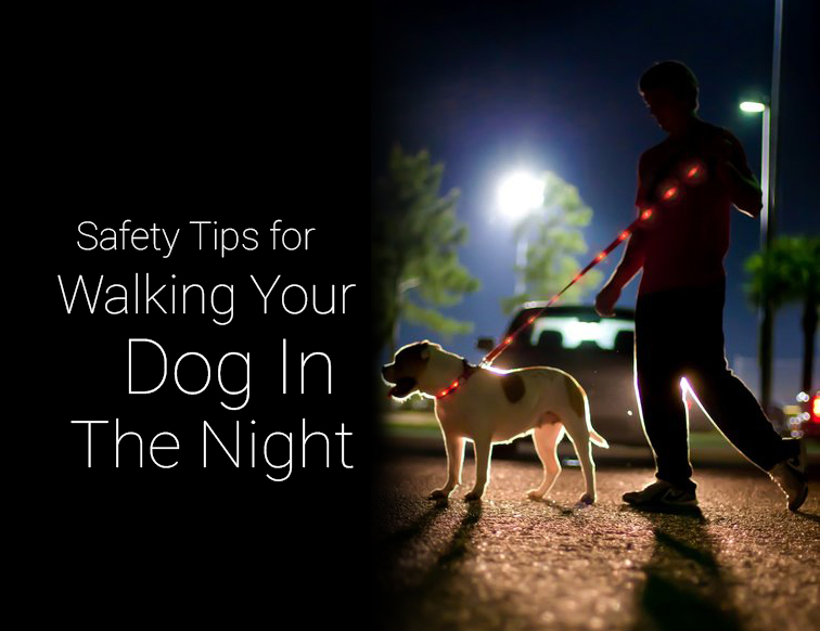 night wandering in dogs