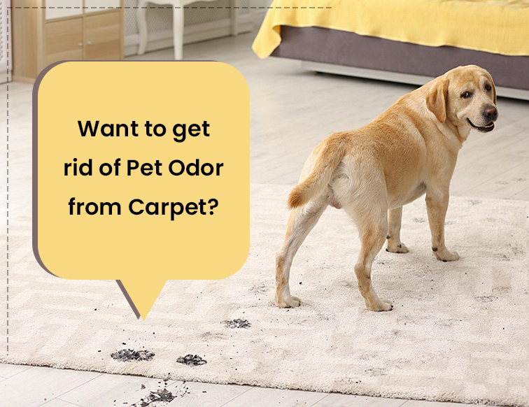 How to Get Rid of Pet Odor on Rugs