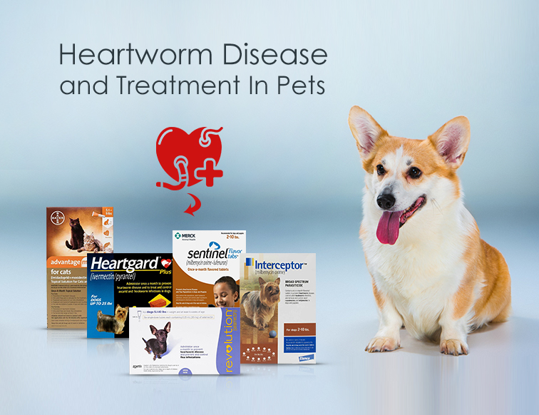 Heartworm_disease_&_treatment