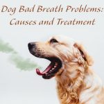 Pet Bad Breath