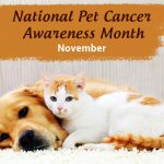 pet cancer awareness month