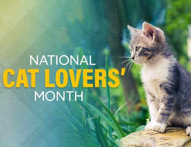 National Cat Lovers’ Month PetCareSupplies Blog