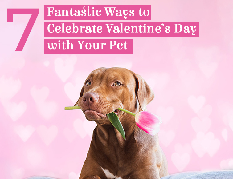 7 Way to Celebrate Valentine's Day with Your Pet