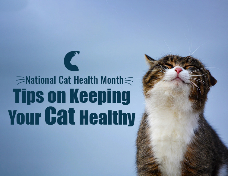 National Cat Health Month Tips on Keeping Your Cat Healthy