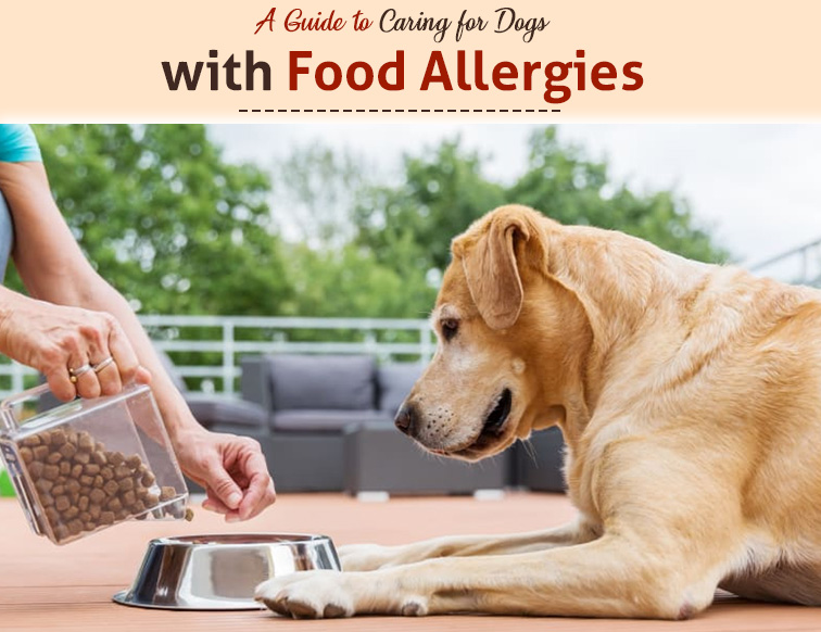 A Guide to Caring for Dogs with Food Allergies