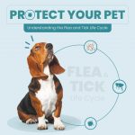 Protect Your Pet: Understanding the Flea and Tick Life Cycle Flea and Tick