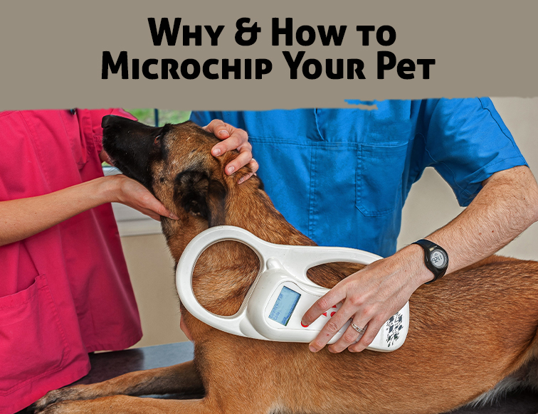 National Microchip Month