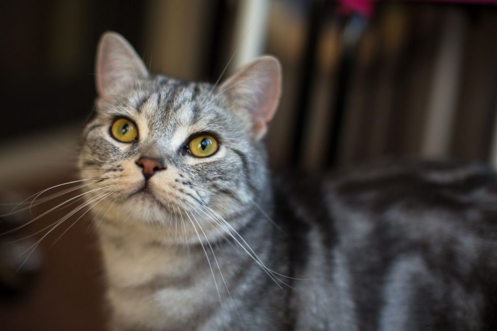 American Shorthair Cat Breed