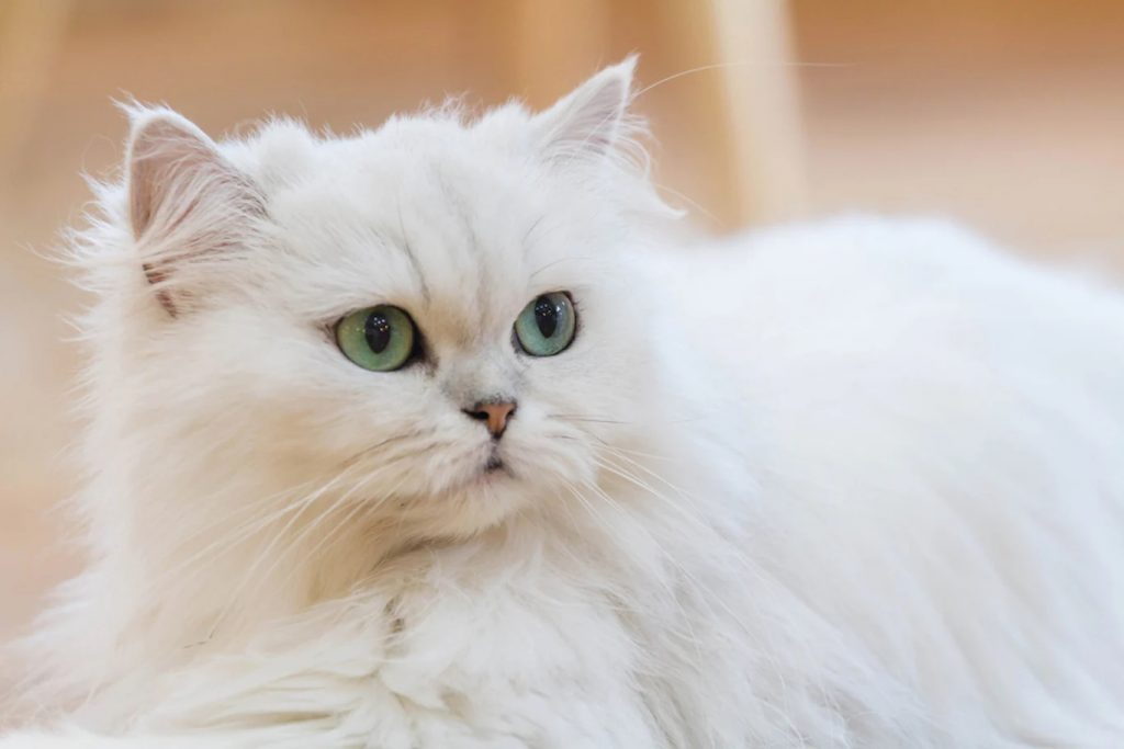 Persian Cat Breed
