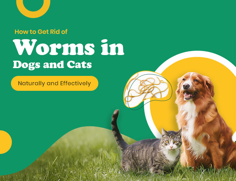 How to Get Rid of Worms in Dogs and Cats Naturally and Effectively