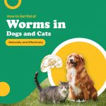 How to Get Rid of Worms in Dogs and Cats Naturally and Effectively Worms