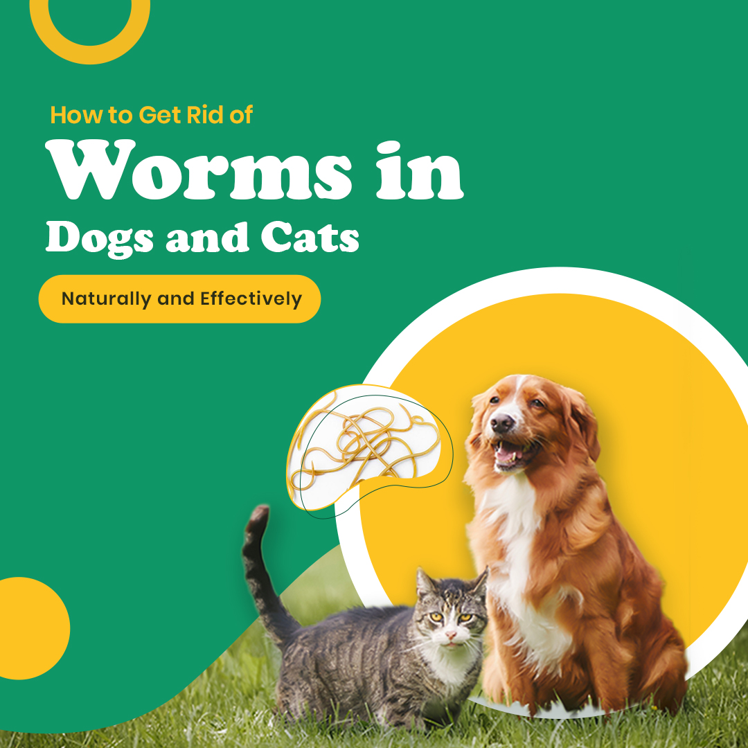 does tobacco get rid of worms in cats How to Get Rid of Worms in Dogs and Cats Naturally and Effectively