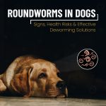 Roundworms in Dogs: Signs, Health Risks & Effective Deworming Solutions News