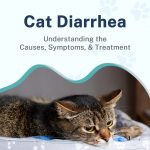 Cat Diarrhea: Understanding the Causes, Symptoms, and Treatment News
