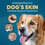 Understanding Your Dog’s Skin – Common Issues & Treatments Dog Care