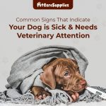 Common Signs That Indicate Your Dog is Sick & Needs Veterinary Attention Dog Care