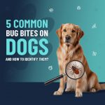 5 Common Bug Bites on Dogs and How to Identify Them? Flea and Tick
