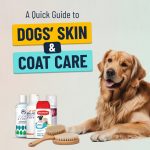 A Quick Guide to Dogs’ Skin & Coat Care Dog Care