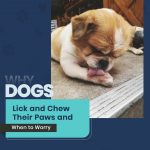 Dog Care