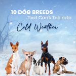 10 Dog Breeds That Can’t Tolerate Cold Weather Dog Care
