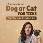 How to Check a Dog or Cat for Ticks (And What to Do If You Spot One) Dog Care
