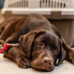 Dog Care